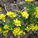 Draba azoides